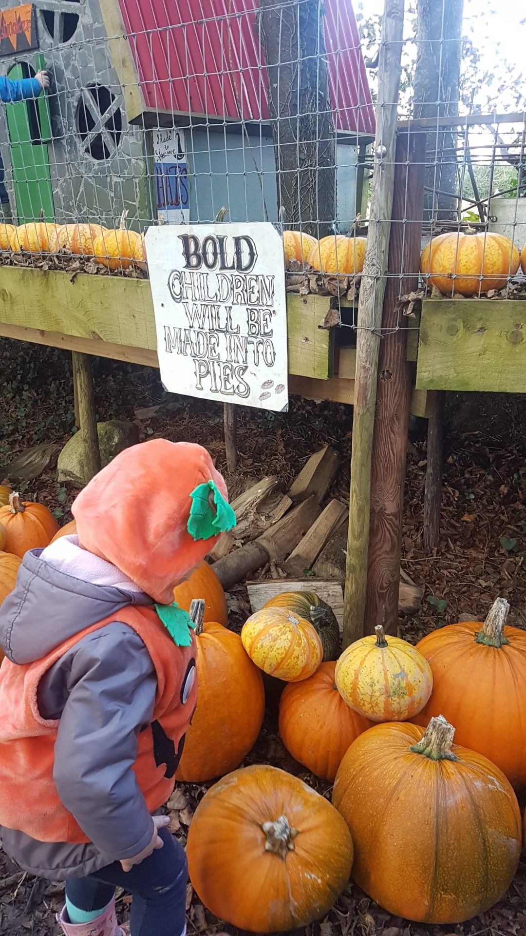 wexford halloween pumpkin picking